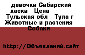  девочки Сибирский хаски › Цена ­ 5 000 - Тульская обл., Тула г. Животные и растения » Собаки   
